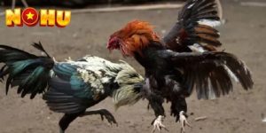 Cao thủ đá gà Nohu luôn có bí kíp để chọn kèo chuẩn xác.